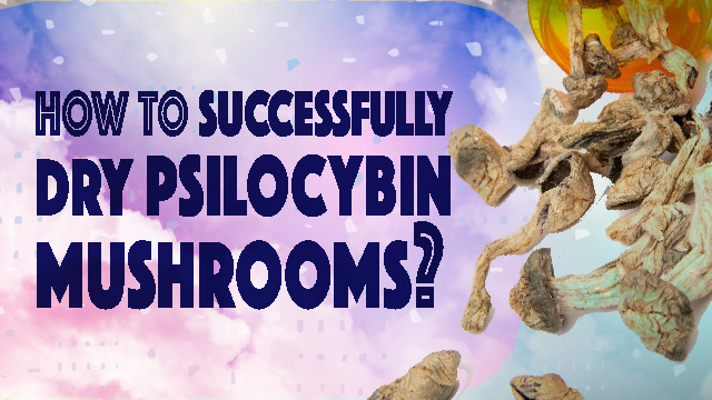 Dry Psilocybin Mushrooms